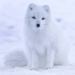 Furry Group Profile Picture