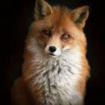 Eric Trevino Profile Picture